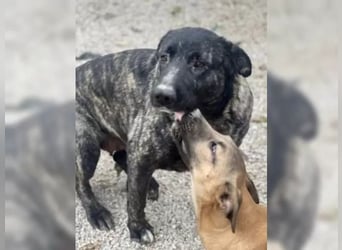 Judit, freundlich und sehr menschenbezogen