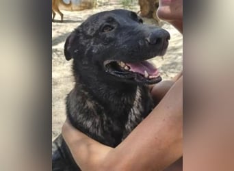 Judit, freundlich und sehr menschenbezogen