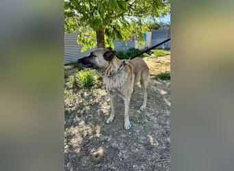 Ron, er verzweifelt , seit 2 Jahren im Tierheim