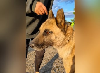 Ron, warum fragt keiner nach mir …