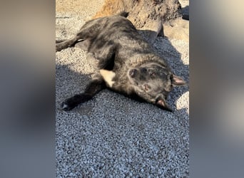 Judit, freundliche Strahlemaus sucht ihren Herzensmensch