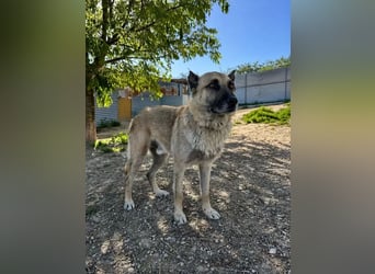 Ron, er verzweifelt , seit 2 Jahren im Tierheim