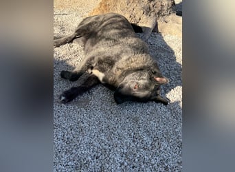 Judit, freundliche Strahlemaus sucht ihren Herzensmensch