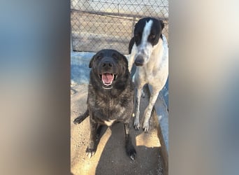 Judit, freundliche Strahlemaus sucht ihren Herzensmensch