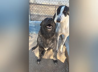 Judit, freundliche Strahlemaus sucht ihren Herzensmensch