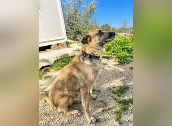 Ron, er verzweifelt , seit 2 Jahren im Tierheim