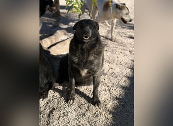 Judit, freundliche Strahlemaus sucht ihren Herzensmensch