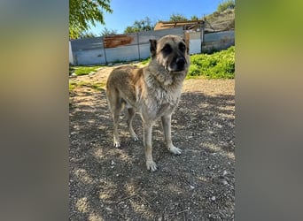 Ron, er verzweifelt , seit 2 Jahren im Tierheim