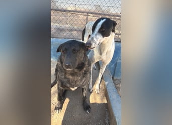 Judit, freundliche Strahlemaus sucht ihren Herzensmensch