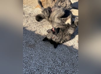 Judit, freundliche Strahlemaus sucht ihren Herzensmensch