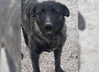 Judit, freundlich und sehr menschenbezogen