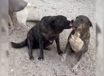 Judit, freundlich und sehr menschenbezogen