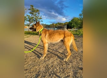 Ron, warum fragt keiner nach mir …