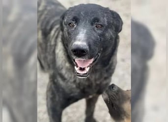 Judit, freundlich und sehr menschenbezogen