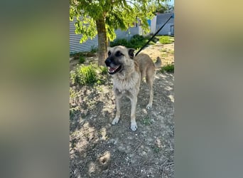 Ron, er verzweifelt , seit 2 Jahren im Tierheim