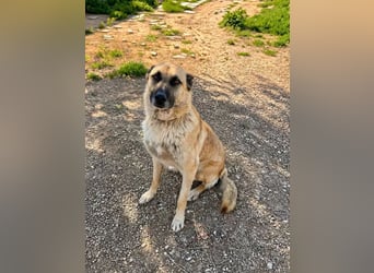 Ron, er verzweifelt , seit 2 Jahren im Tierheim