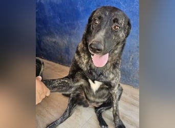 Judit, freundlich und sehr menschenbezogen