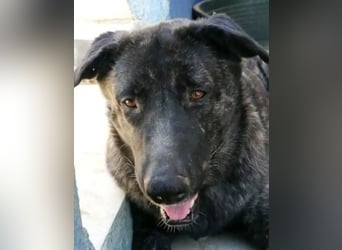 Judit, freundlich und sehr menschenbezogen