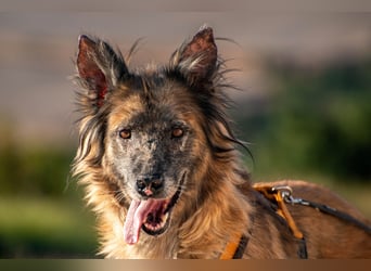 Wilma - Sonnenschein sucht Familie mit Herz