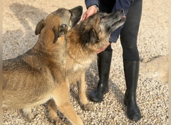 Wilma - Sonnenschein sucht Familie mit Herz