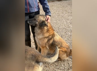 Wilma - Sonnenschein sucht Familie mit Herz