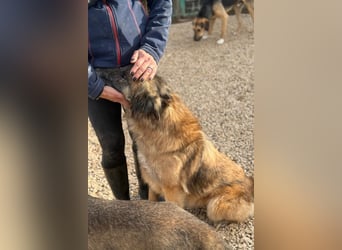 Wilma - Sonnenschein sucht Familie mit Herz