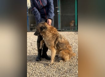 Wilma - Sonnenschein sucht Familie mit Herz