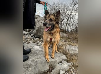 Wilma - Sonnenschein sucht Familie mit Herz