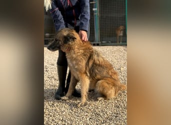 Wilma - Sonnenschein sucht Familie mit Herz