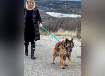 Wilma - Sonnenschein sucht Familie mit Herz