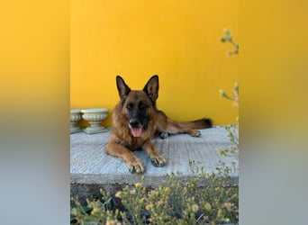 Schäferhündin Patsy (6) sucht ein Zuhause