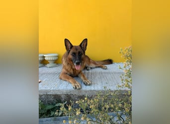 Schäferhündin Patsy (6) sucht ein Zuhause