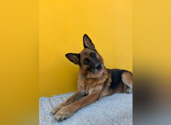 Schäferhündin Patsy (6) sucht ein Zuhause