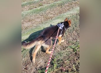 Schäferhündin Patsy (6) sucht ein Zuhause