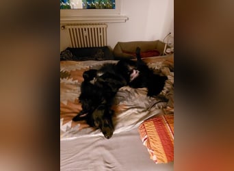 Bodhi möchte endlich ankommen (45257 Essen)