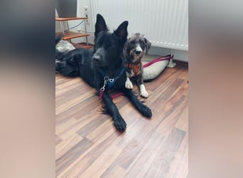 Bodhi möchte endlich ankommen (45257 Essen)