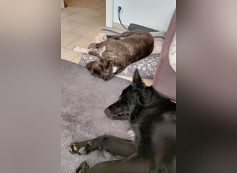 Bodhi möchte endlich ankommen (45257 Essen)