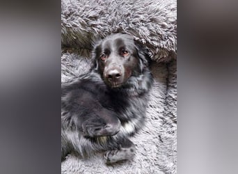 Bodhi möchte endlich ankommen (45257 Essen)