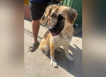 Reza KK – sanfte Riesin möchte raus aus dem Zwinger