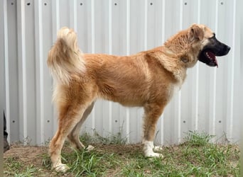 Reza KK – sanfte Riesin möchte raus aus dem Zwinger