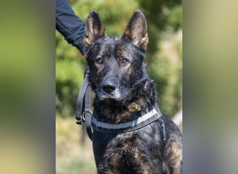 Bendi-Si – Würdevoller Schäferhund-Senior mit großem Herz