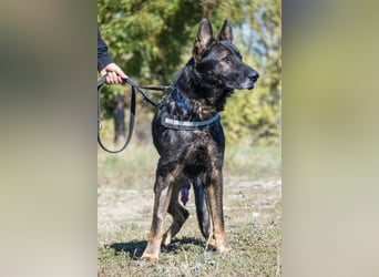 Bendi-Si – Würdevoller Schäferhund-Senior mit großem Herz