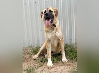 Reza KK – sanfte Riesin möchte raus aus dem Zwinger