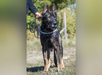 Bendi-Si – Würdevoller Schäferhund-Senior mit großem Herz