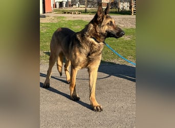 Dexter, geboren 20.08.2024, 66cm sucht Schäfi-Freunde