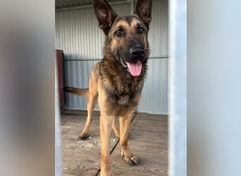 Dexter, geboren 20.08.2024, 66cm sucht Schäfi-Freunde