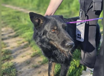 Onix, 02.2019, 67cm, sucht endlich sein für immer zu Hause