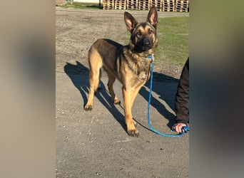 Dexter, geboren 20.08.2024, 66cm sucht Schäfi-Freunde