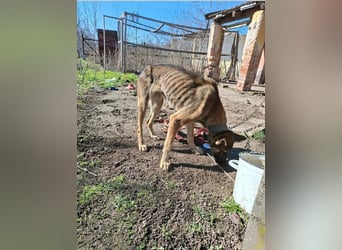 Zoya, geboren 09.10.2023, 63cm sucht ihre Menschen