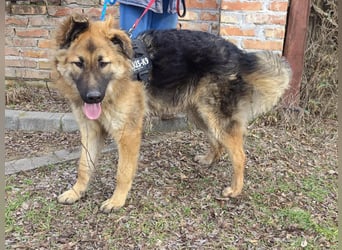 Hector, geboren 15.03.2025, 65cm sucht seine Aufgabe